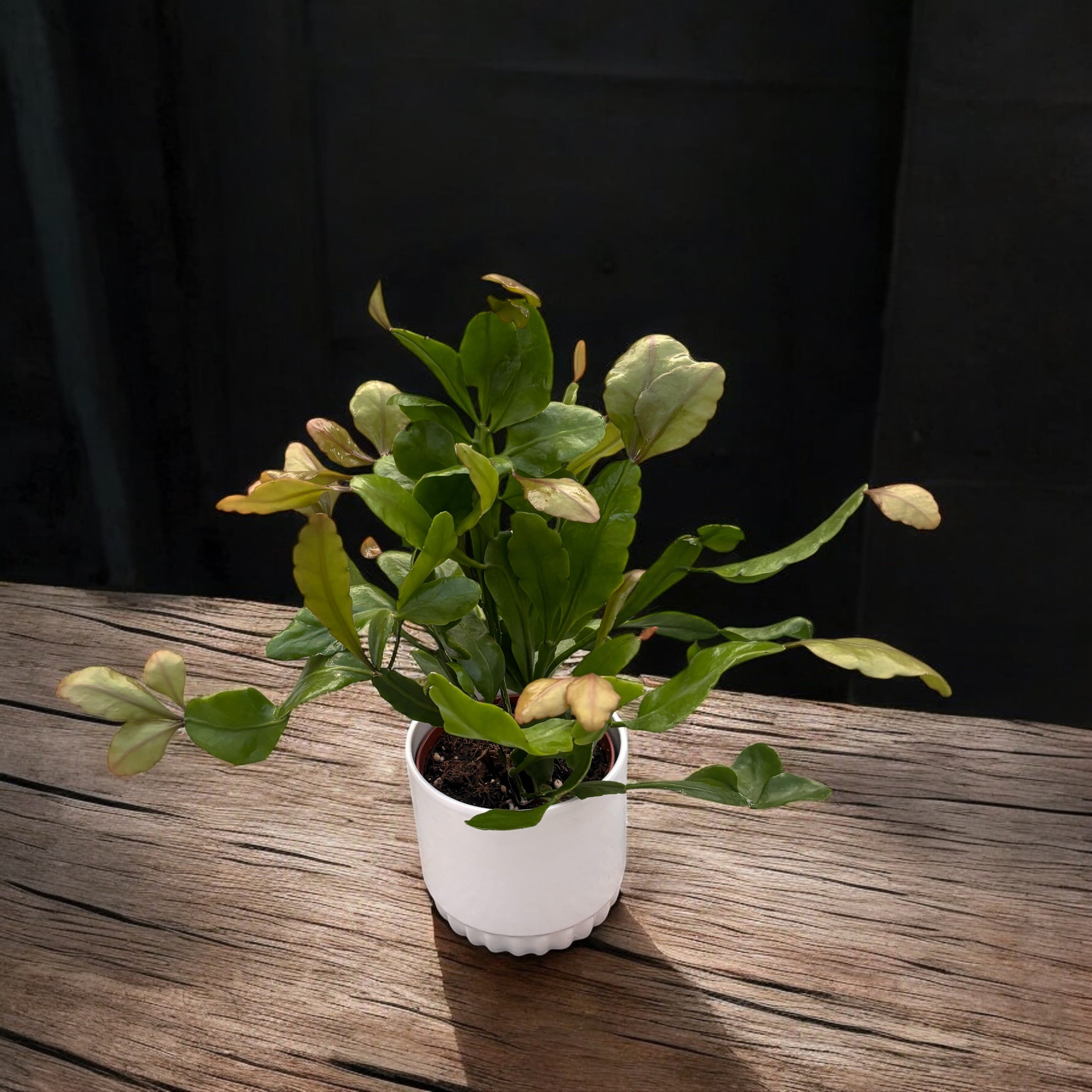 Rhipsalis crispata ‘Amstel’ – Cactus epifit cu port curgator si frunzis spectaculos