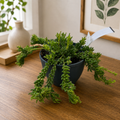 Rhipsalis mesembryanthemoides - cactus epifit pendulant cu tulpini fine