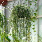 Rhipsalis puniceodiscus