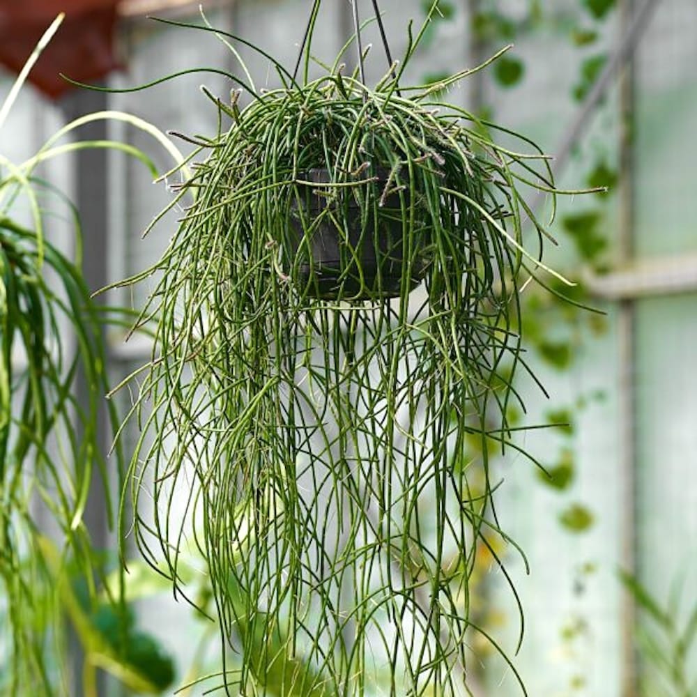 Rhipsalis puniceodiscus