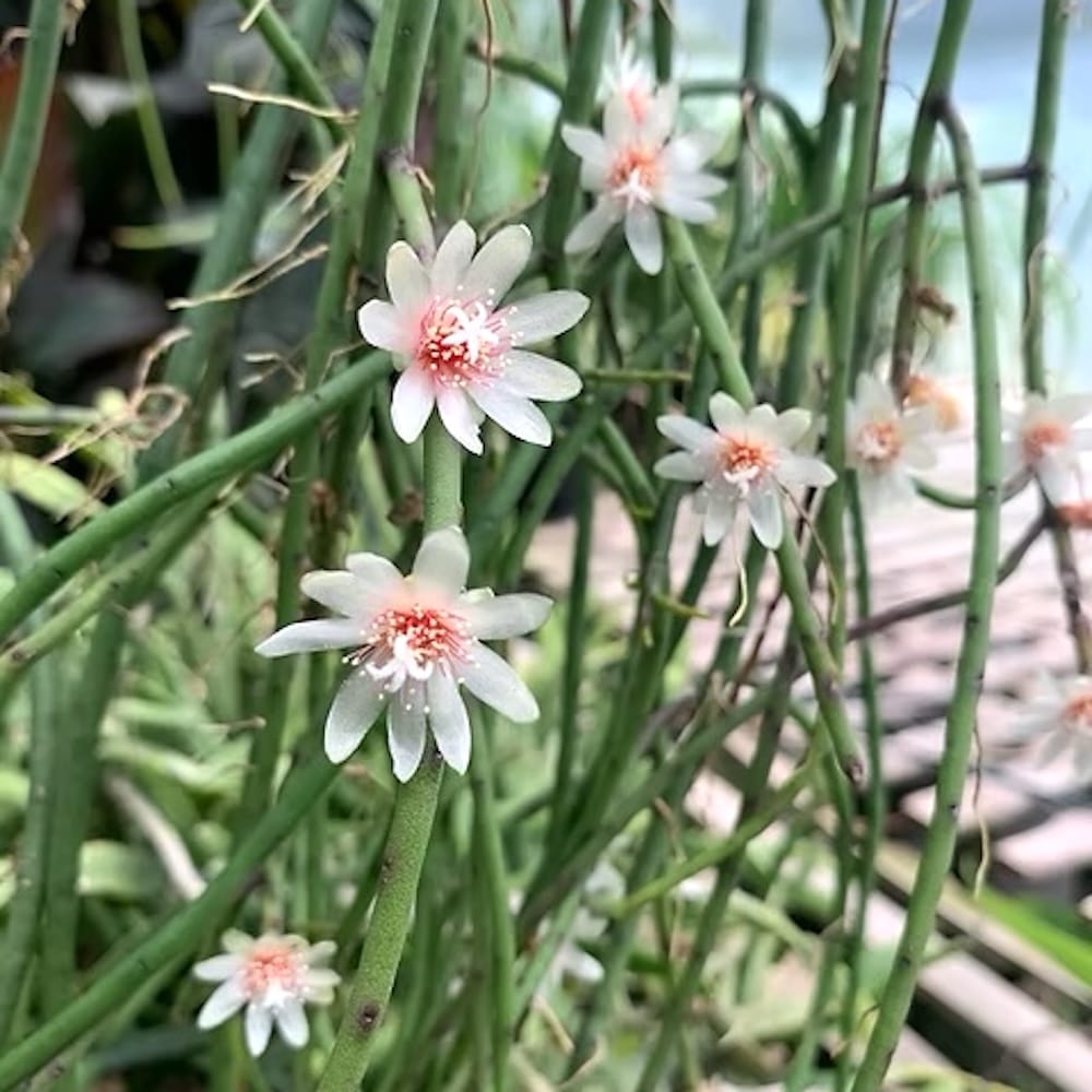 Rhipsalis puniceodiscus – Cactus epifit exotic cu flori vibrante
