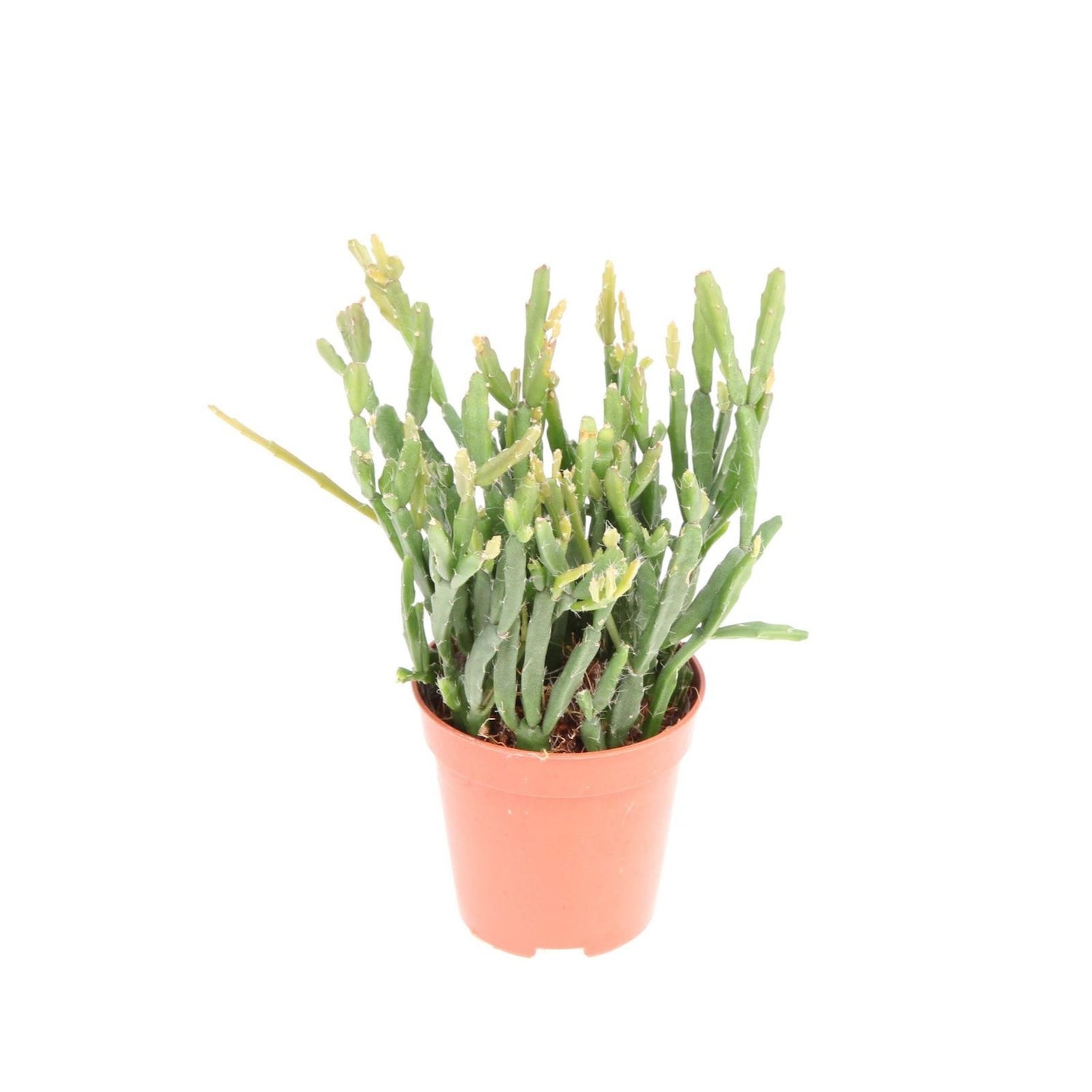 Rhipsalis Ewaldiana (babyplant)