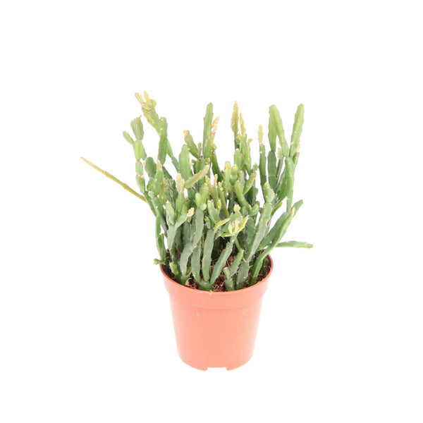 Rhipsalis Ewaldiana Babypflanze