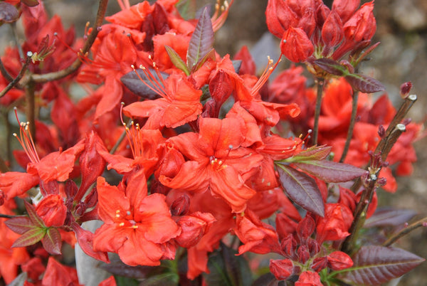 Rhododendron 'Fireball'