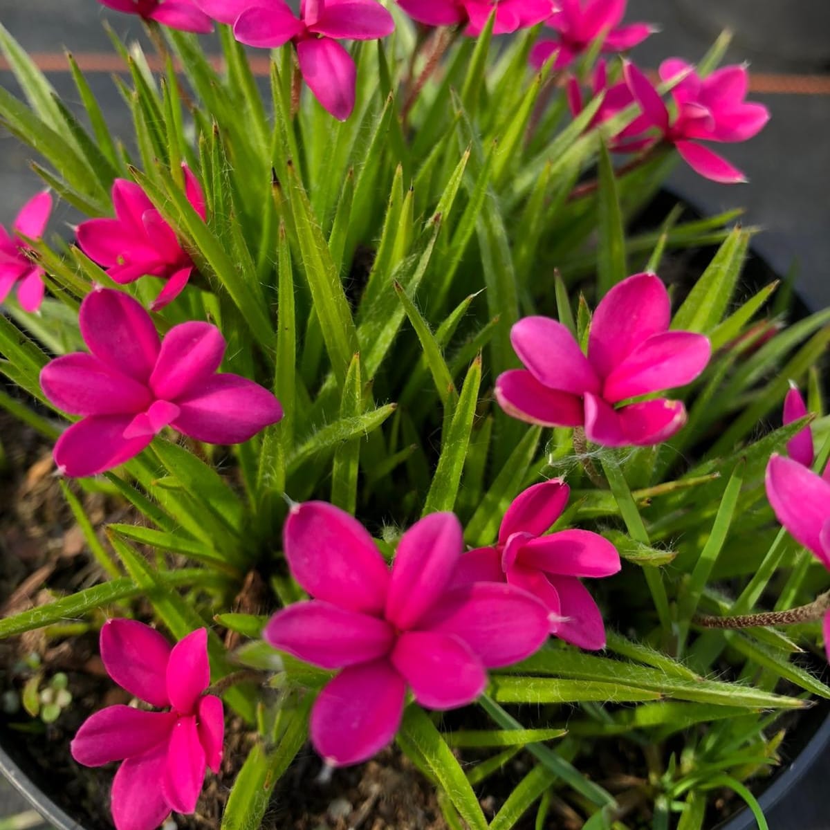 Rhodohypoxis baurii
