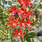 Ryc. Taiwan Firecracker 'Popcorn'