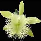 Rhyncholaelia digbyana 'Green Giant' FCC/AOS