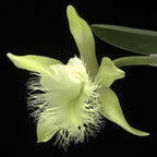 Rhyncholaelia digbyana 'Green Giant' FCC/AOS