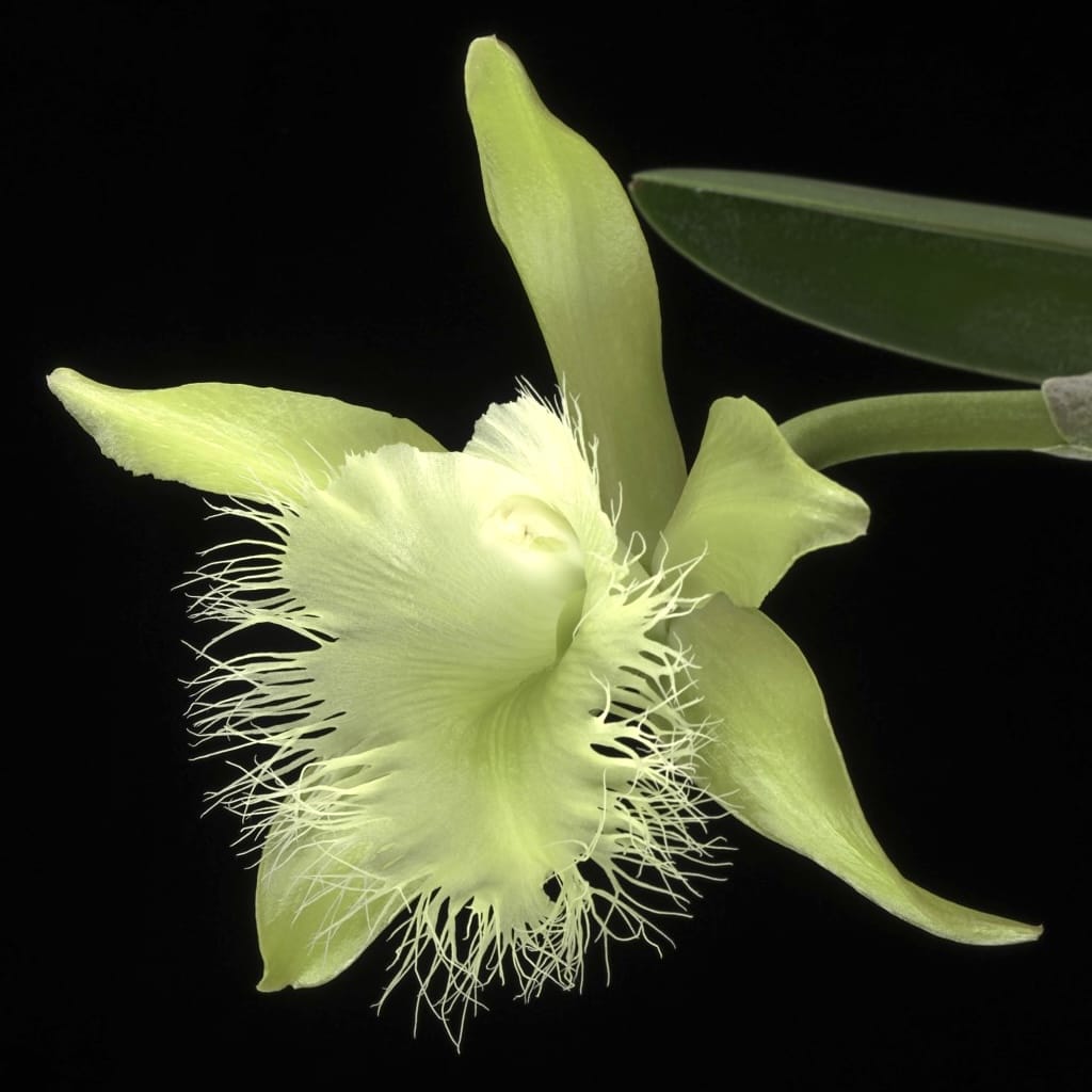 Rhyncholaelia digbyana 'Green Giant' FCC/AOS