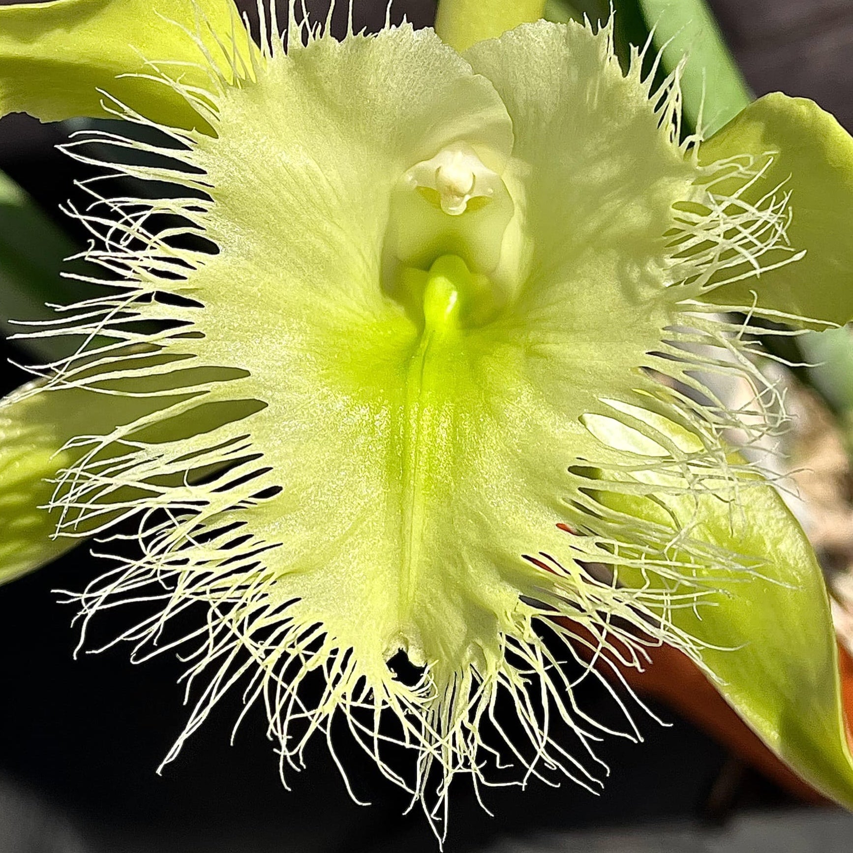 花 Rebirth Rhyncholaelia digbyana 'Green Giant' FCC/AOS - fragrant – Secret