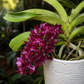 Rhynchostylis gigantea var. red - parfumata