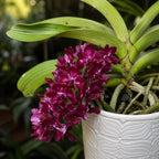 Rhynchostylis gigantea var. red - parfumata