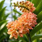 Rhynchostylis gigantea 'Orange