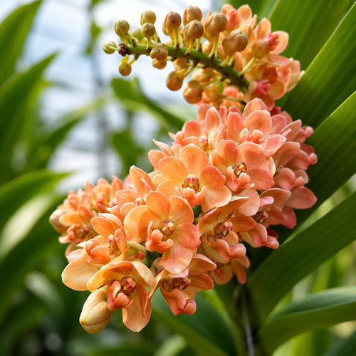 Rhynchostylis gigantea 'Orange