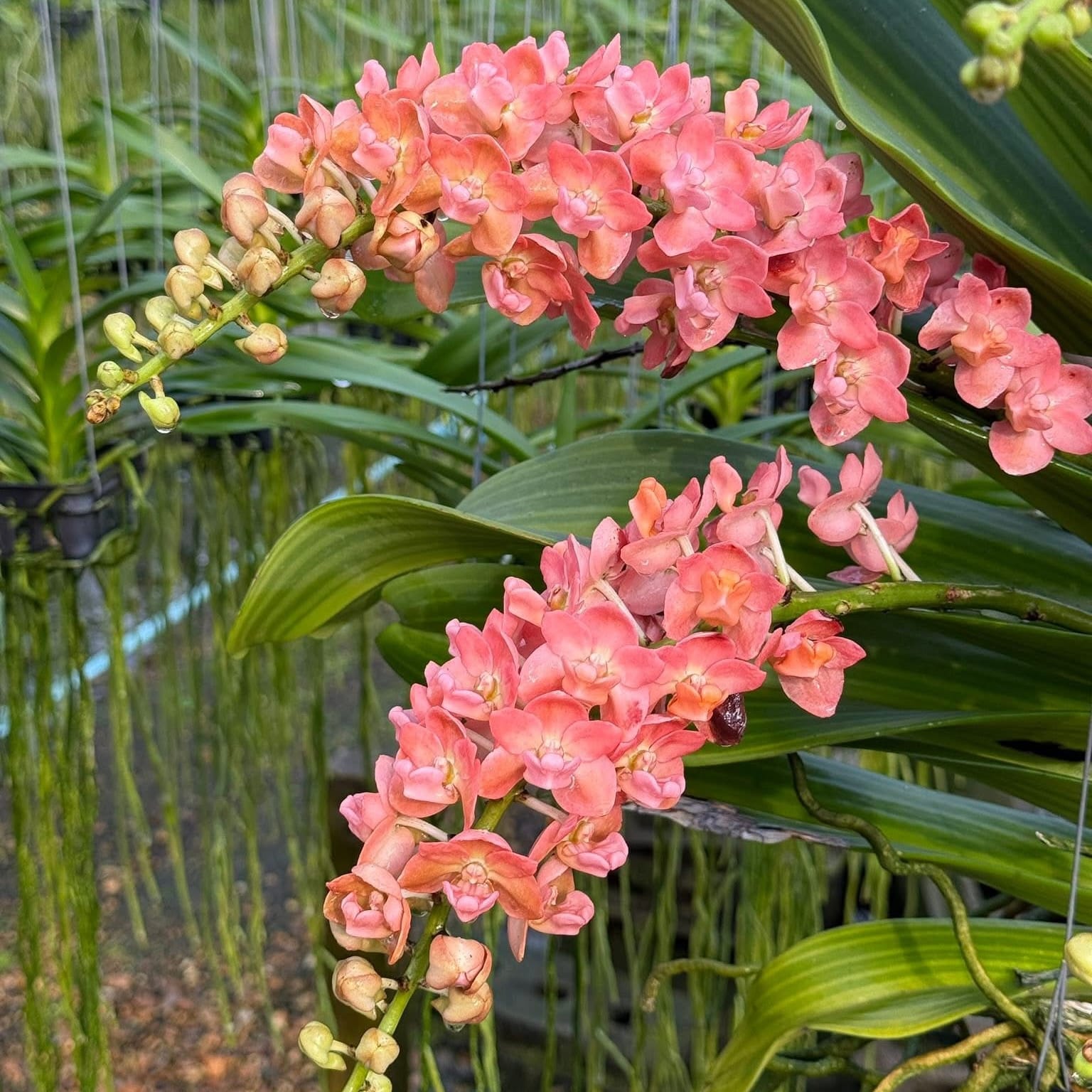 Rhynchostylis gigantea 'Orange'