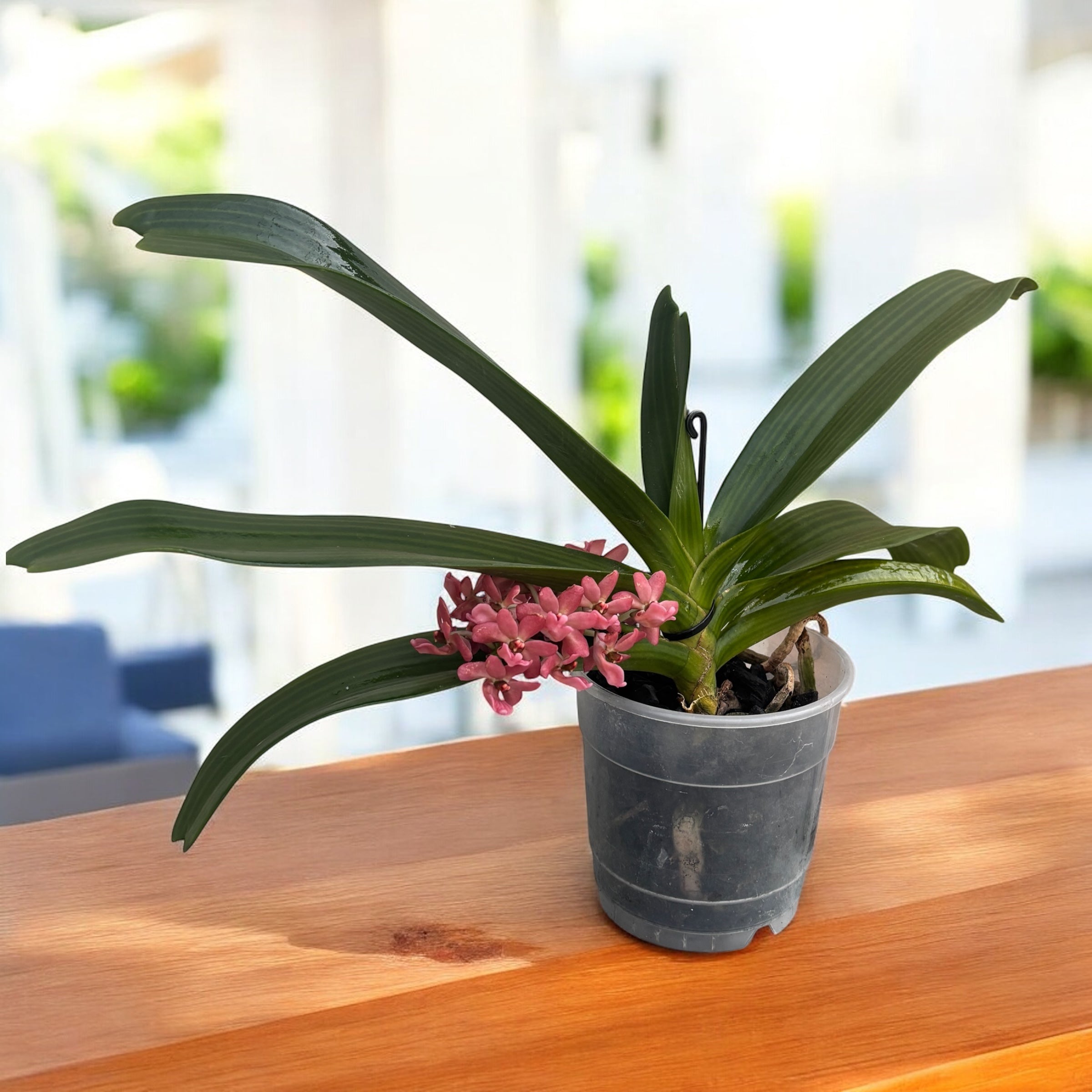 Rhynchostylis gigantea 'Orange'