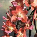 Rhynchostylis gigantea 'Orange'