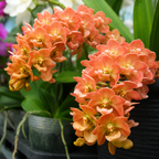Rhynchostylis gigantea 'Orange