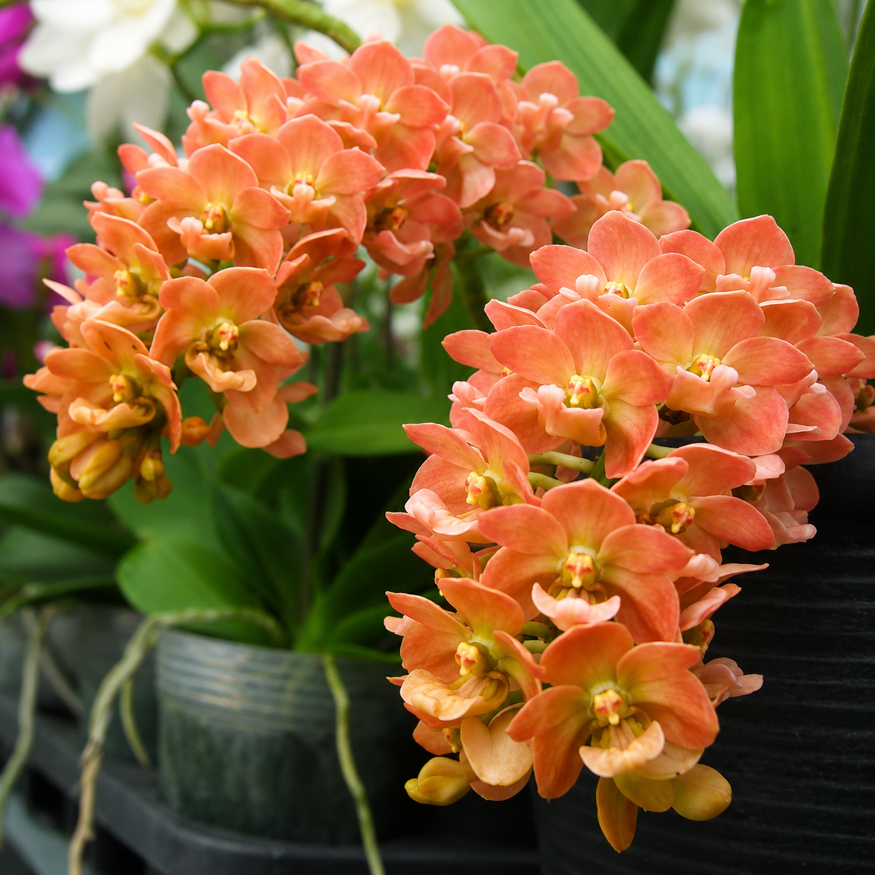 Rhynchostylis gigantea 'Orange