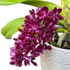 Rhynchostylis gigantea var. red