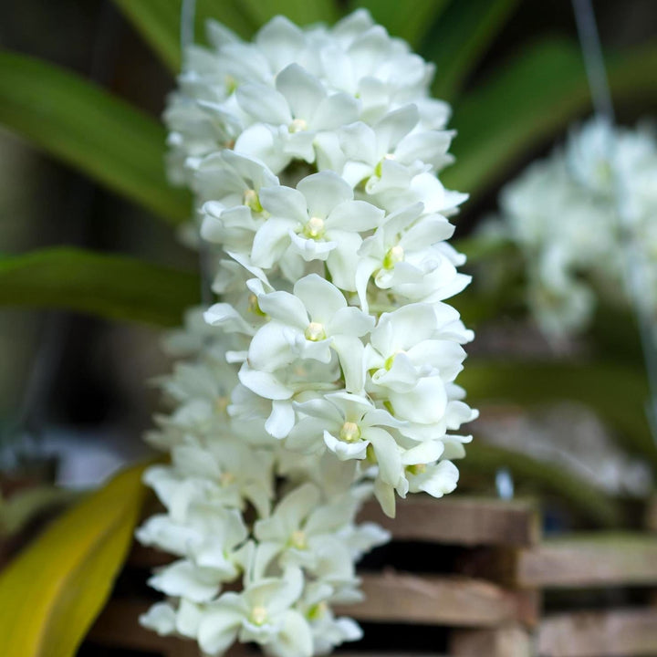 Rhynchostylis gigantea var. alba