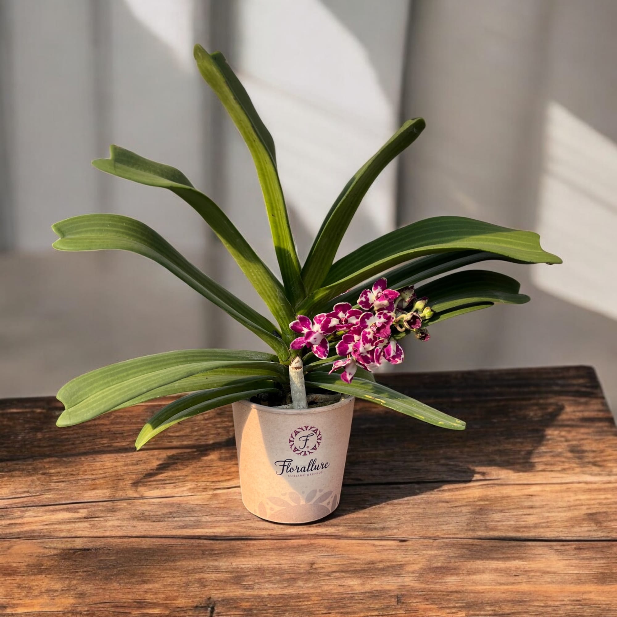 Rhynchostylis gigantea 'Rubra'