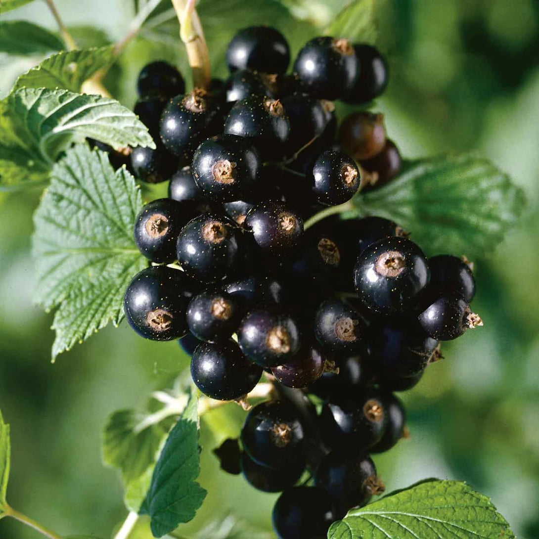 Coacaz negru - Ribes nigrum 'Wellington XXX'