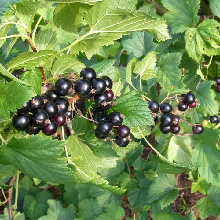 Coacaz negru - Ribes nigrum 'Silvergieters Schwarze'