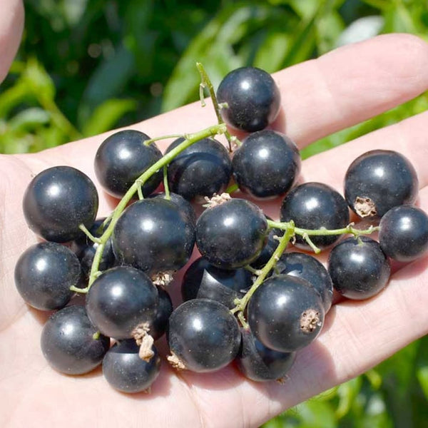Coacaz negru - Ribes nigrum 'Titania'
