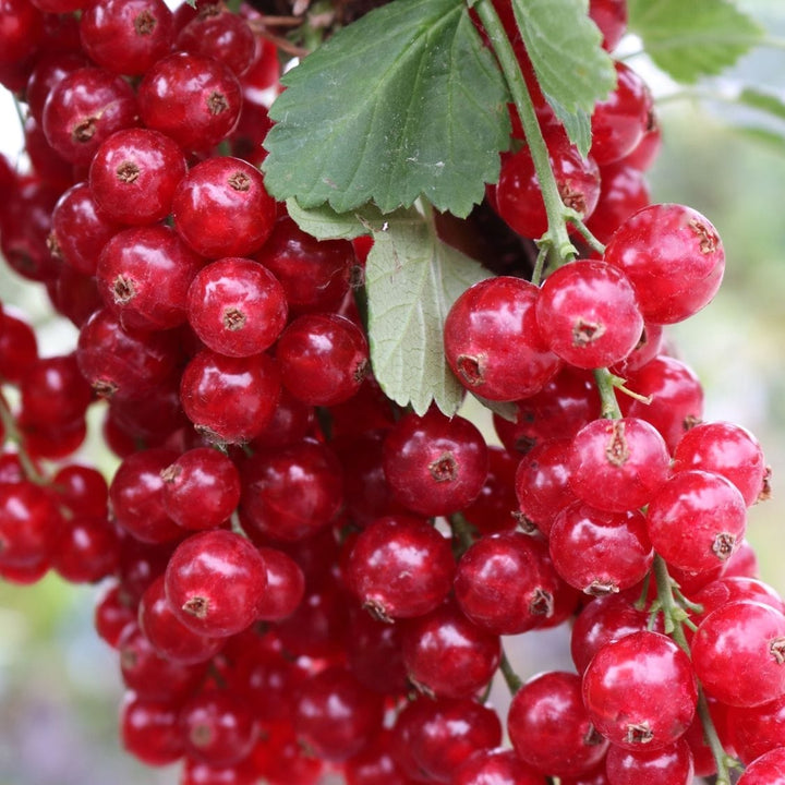 Coacaz rosu - Ribes rubrum 'Rolan'