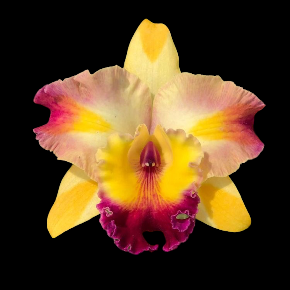 Rlc. Amazing Bangkok 'God Canvas'