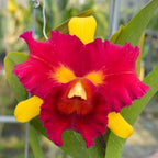 Rlc. Chunfong Queen