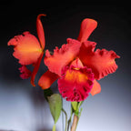 Rlc. Eve Marie Barnett 'Magnificent Watermelon Gold' FCC/AOS