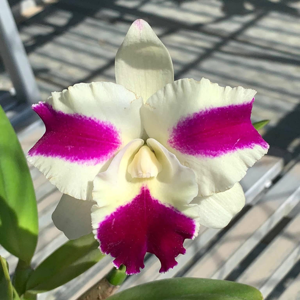 Rlc. Fong Yuan Beauty 'Red Eyebrows'