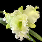 Rlc. Golf Green 'Hair Pig'