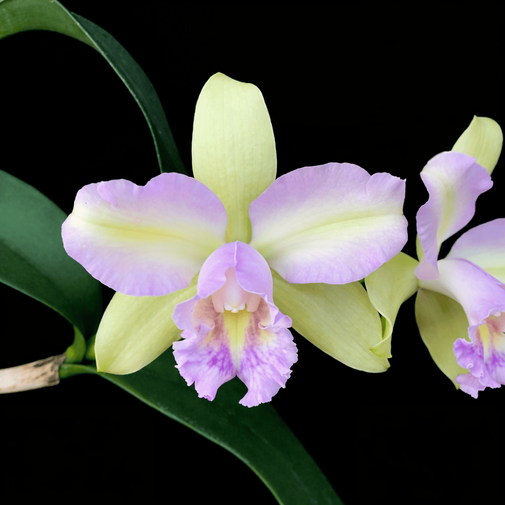 Rlc. Hawaiian Satisfaction 'Romantic'