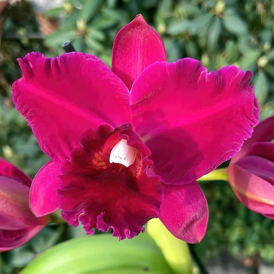 Rlc. Hsinying Scarlet 'Cherry' duftend