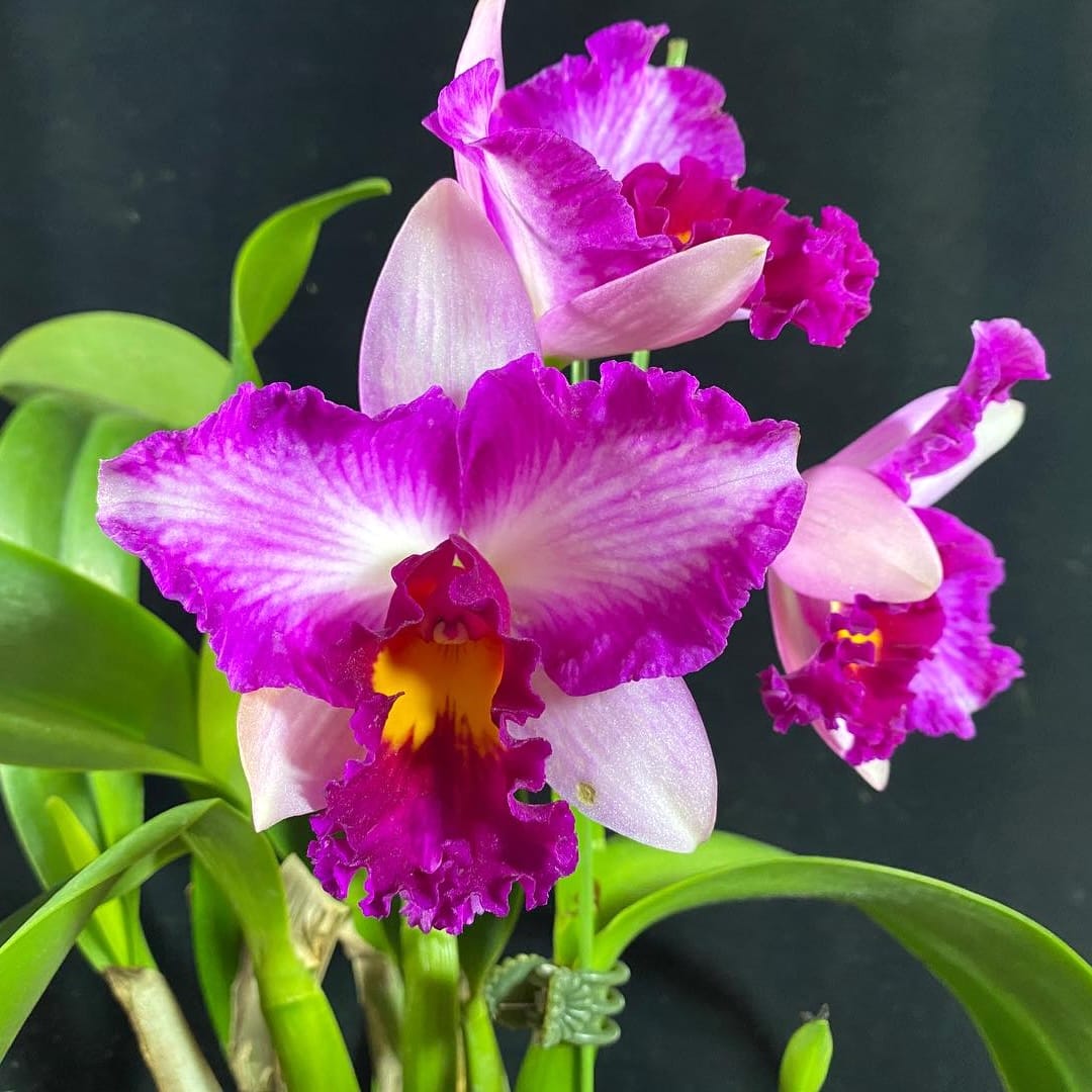 Rlc. Hsinying Scarlet 'Flame Dance'