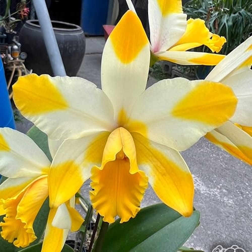 Rlc. Kyle 'Heart of Gold' HCC/AOS