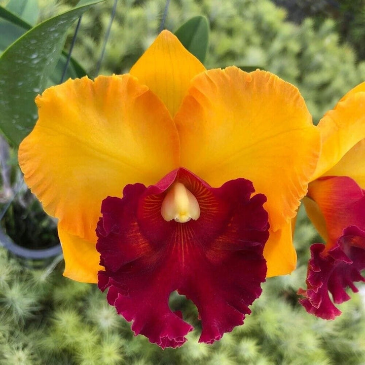 Rlc. Liu's Joyance 'Golden Leopard'