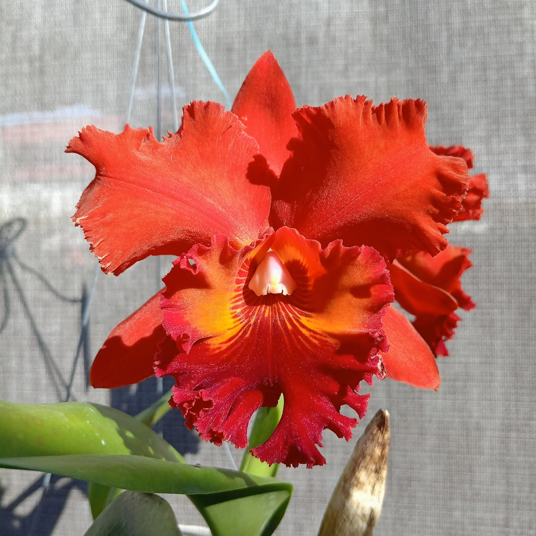 Flora Ria Red Roz Rlc. Nakornchaisri Red 'Red Papaya' – Floraria Secret Garden (SG)