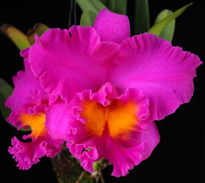 Rlc. Pink Empress