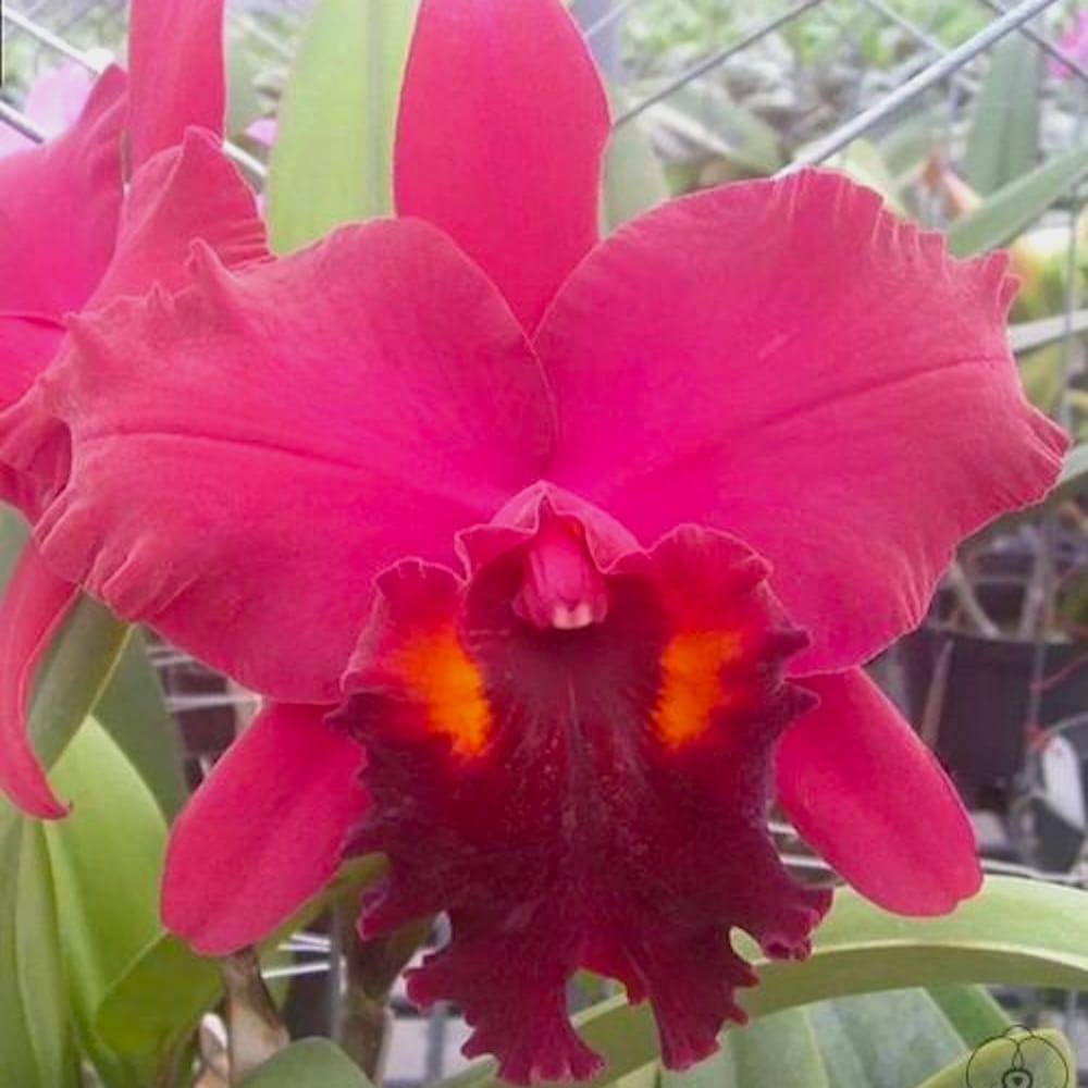 Rlc. Chialin Emperor