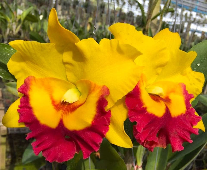 Rlc. Chomthong Delight 'Big Red Lip'