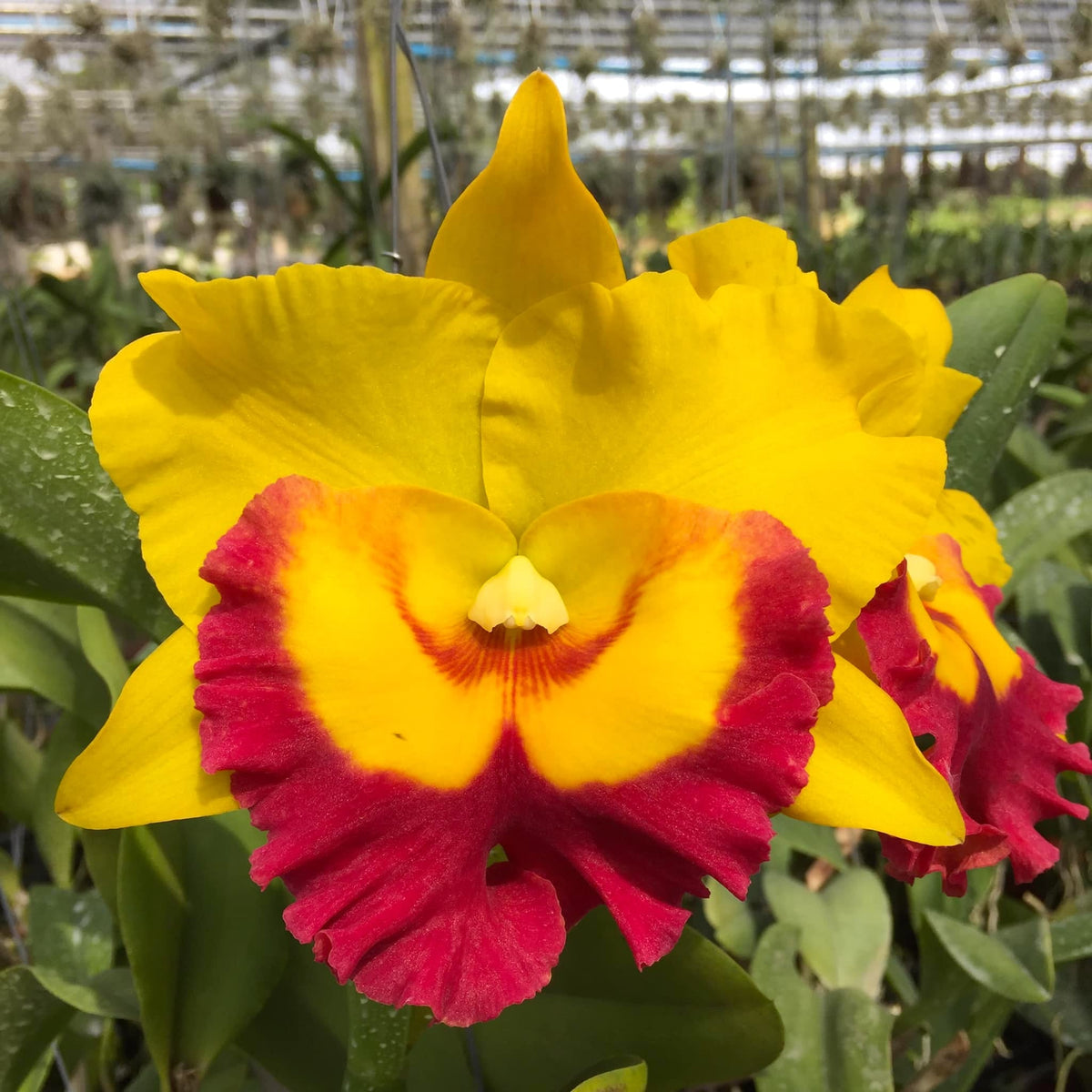 Rlc. Chomthong Delight 'Big Red Lip' - flori XL parfumate – Secret ...