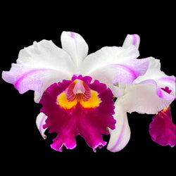Rlc. Kuwale Gem