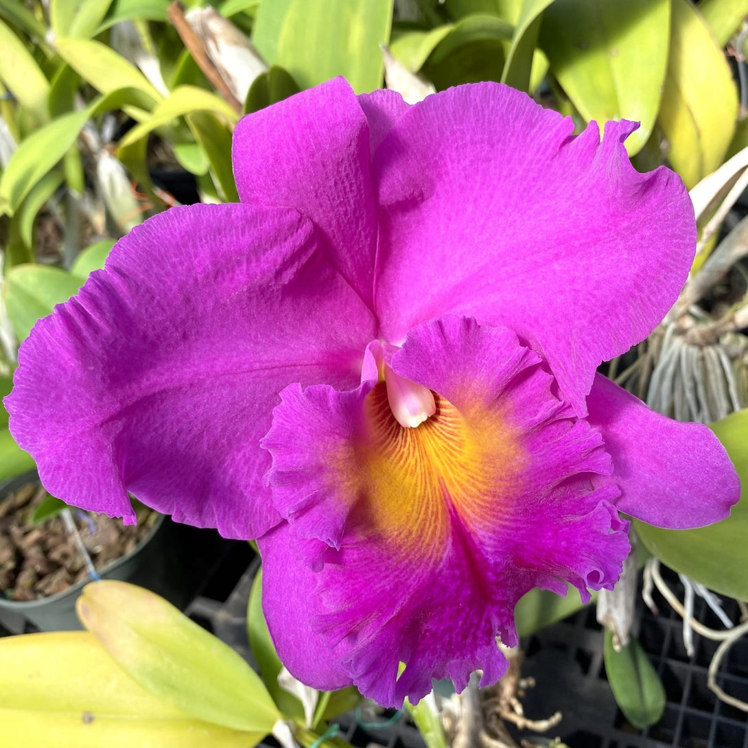 Rlc Pink Empress Parfumata Floraria Secret Garden SG rlc-pink-empress-parfumata-floraria-secret-garden-sg