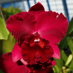 Rlc. Siao-Cing Beauty 'Vicky'