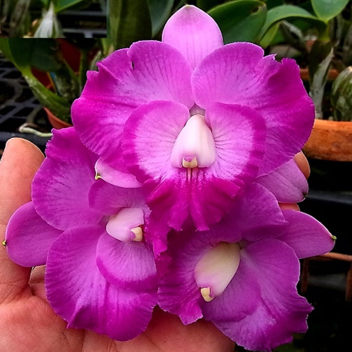 Rlc. Tsiku Amante