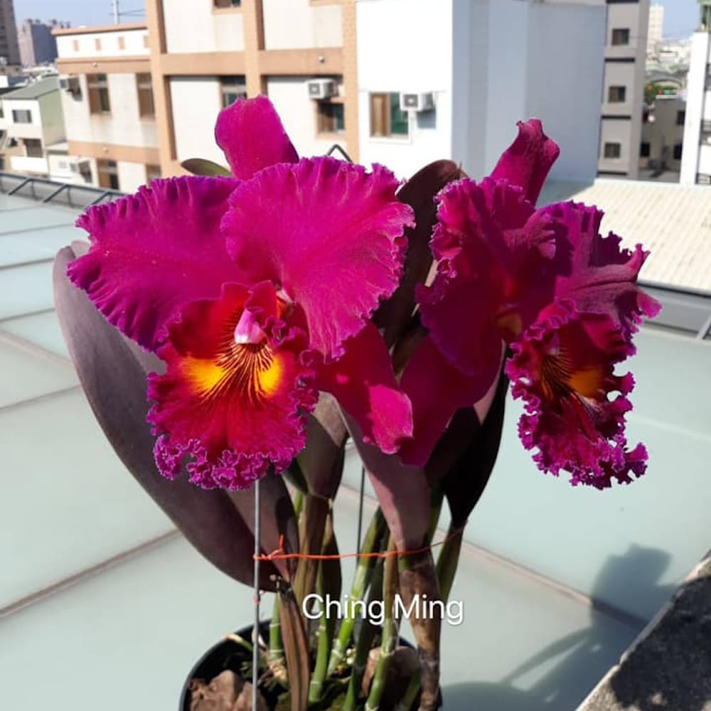 Rlc. Village Chief Tearoom 'New Taiwan King' parfumé – Secret Garden ...